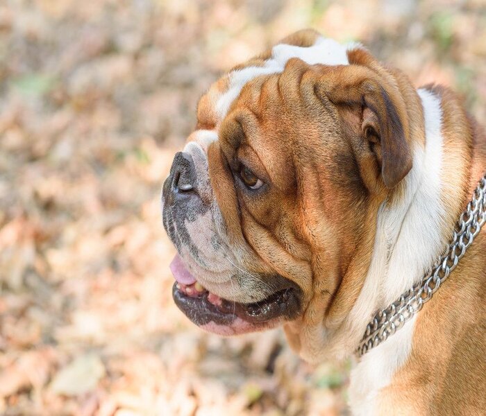 Portrait of English bulldog by Marco Verch under Creative Commons 2.0